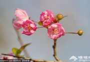 人间三月天 春花芳菲尽在昌平