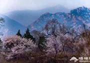 京城近郊这个“”里桃花开成海 许你三生三世的浪漫