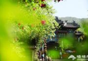 五月的红螺寺，幼笋初长槐花飘香
