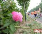 第三届北京“花马”大兴开跑共吸引3000人参与