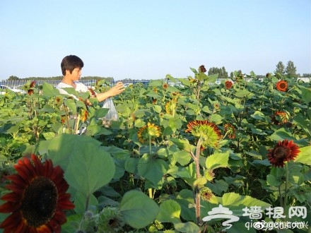 想在大兴赏花？送你“葵花宝典”[墙根网]