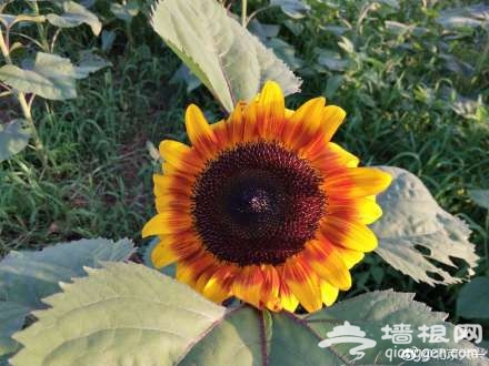 想在大兴赏花？送你“葵花宝典”[墙根网]
