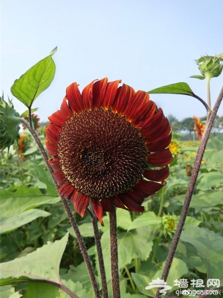 想在大兴赏花？送你“葵花宝典”[墙根网]