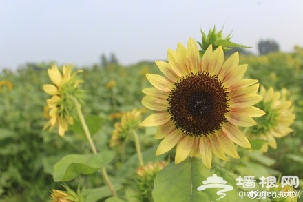 想在大兴赏花？送你“葵花宝典”[墙根网]