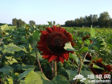 想在大兴赏花？送你“葵花宝典”[墙根网]