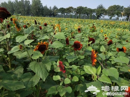想在大兴赏花？送你“葵花宝典”[墙根网]